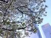 Flowering-Survivor-Tree