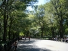 The Mall (or Promenade) in Central Park